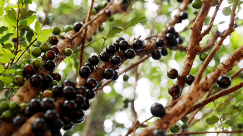  Jabuticaba: a fruta brasileira que desafia a lógica botânica
